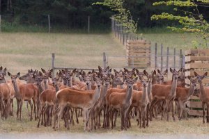 Prokuratura sprawdza, czy na fermie jeleniowatych w Kosewie doszło do zaniedbań