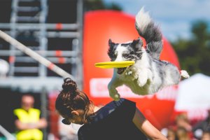 Zawody Latających Psów w Prątnicy. Pupile pokazują swoje umiejętności