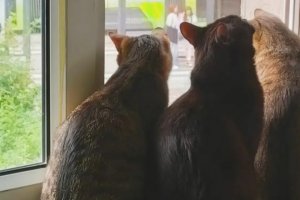 Wsparcie bezdomnych kotów. Zorganizowano garażową wyprzedaż