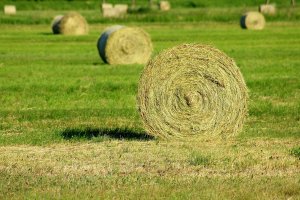 Prezes Izby Rolniczej: priorytetem jest dostarczenie paszy dla zwierząt