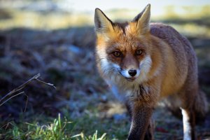 Akcja szczepień lisów w regionie. Weterynarze apelują o ostrożność