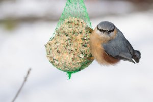 Pomoc, która może zaszkodzić. Czy dokarmiać ptaki zimą?