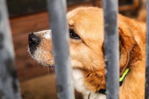 Bezdomność zwierząt na Warmii i Mazurach. Organizacje wzywają do zmian systemowych