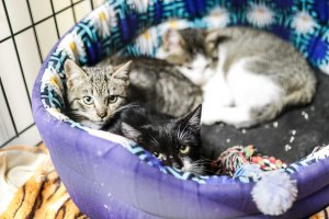 Mrągowo podsumowuje wydatki na bezdomne zwierzęta