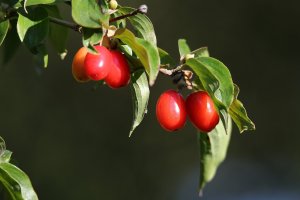 Dereń wraca do naszych ogrodów