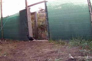 Cietrzewie odchowane przez leśników trafiły na wolność