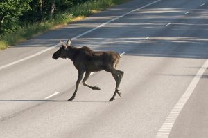 Dzikie zwierzęta w miastach to częsty widok, ale też problem. Jest apel w tej sprawie