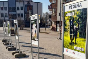 Bezdomne psy szukają domu. Można je zobaczyć na specjalnej wystawie