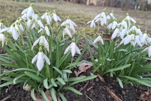 W piątek początek astronomicznej wiosny