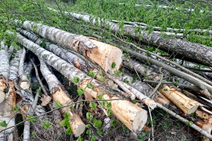 Śliska Sprawa: las wycięty, sprawa umorzona. Mieszkanka Stręgielka zawiadamia CBA