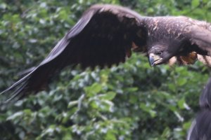 Bielik zwyczajny ocalony podczas prac na drodze wodnej do Zalewu Wiślanego