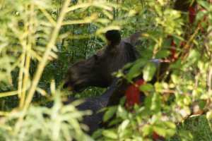 Łosie na działkach w Kętrzynie. Klępa nie przeżyła, łoszak trafił do ośrodka