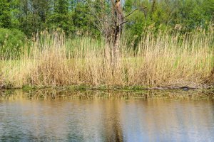 Mazurskie jeziora wysychają. Mokre lato i jesień nie rozwiązują problemu