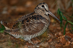 Pięć gatunków ptaków zyska ochronę. Myśliwi mówią o ataku na ich środowisko