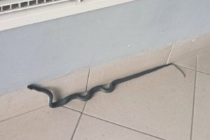 Nieproszony gość w bloku. Strażnicy odłowili węża