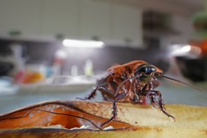 Mieszkańcy skarżą się na plagę karaluchów i wskazują winnego. Śliska Sprawa dziś o 17.15