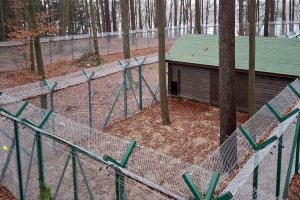 Nowy azyl dla rysi. Koło Spychowa działa specjalistyczny ośrodek rehabilitacji