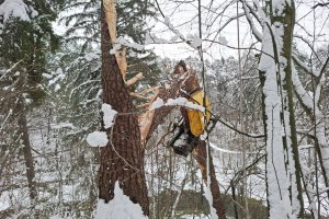 Leśnicy liczą straty po rekordowych opadach śniegu