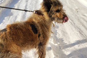 Wstrząsające przypadki znęcania się nad zwierzętami w regionie