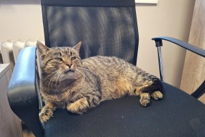 Zwierzęta w biurze to mniej stresu, więcej uśmiechu. 