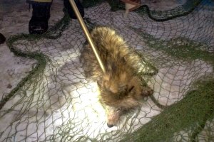 Nietypowa akcja ratunkowa. Pies okazał się... jenotem