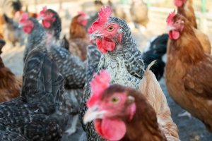 W powiecie olsztyńskim wykryto ognisko rzekomego pomoru drobiu