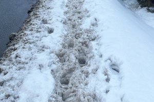 Śnieg blokuje drogi i chodniki. Gdzie zgłosić problem?