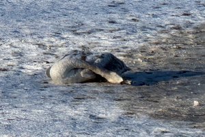 Grypa ptaków u łabędzia znalezionego przy ul. Radiowej