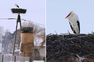 Nietypowy gość w Nawiadach. Bocian zrezygnował z migracji i potrzebuje wsparcia