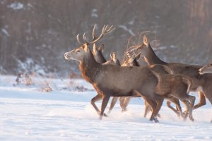 Wilk spłoszył stado jeleni. Dzikie zwierzęta zagrożeniem na drogach