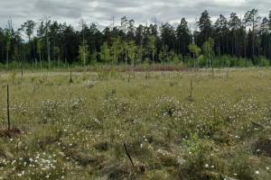 Nowy rezerwat przyrody na Mazurach. Chroni cenne torfowiska