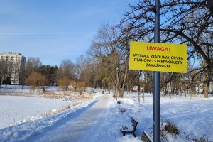 Jakim zagrożeniem dla kotów i psów jest ptasia grypa?