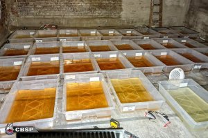 Gang narkotykowy rozbity. Zlikwidowano laboratoria i plantacje marihuany