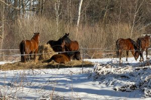 Gmina Pasłęk finansuje zajęcia jeździeckie dla dzieci i młodzieży
