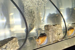 Małże w wodociągach. Niezwykły system kontroli w Elblągu