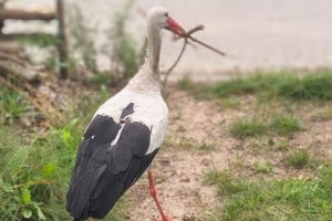 Krutek już blisko. Słynny, mazurski bocian lada dzień w swoim gnieździe
