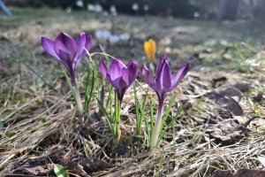 W Bezbłędniku Językowym językowe ciekawostki i ortograficzne pułapki