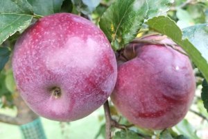 Mazurski Park Krajobrazowy szuka starych odmian drzew owocowych