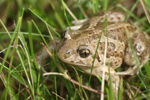 Wolontariusze ratują płazy na Mazurach. Przy drogach powstają bariery ochronne