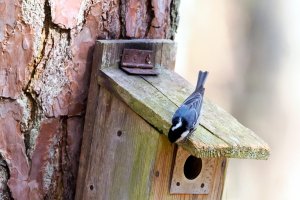 Wiosna coraz bliżej. Jak przygotować budki lęgowe dla ptaków?