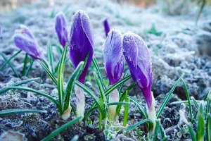 Noc z mrozem do -6°C. IMGW ostrzega mieszkańców regionu