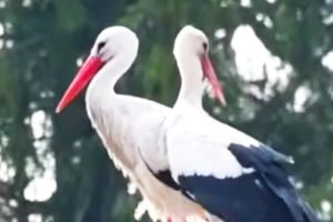 Do bociana Krutka przyleciała partnerka