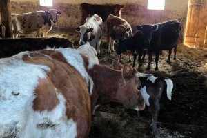 Psy i krowy w fatalnym stanie. Służby interweniowały w gminie Jonkowo