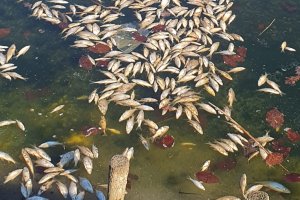 Setki martwych ryb na olsztyńskich Jarotach