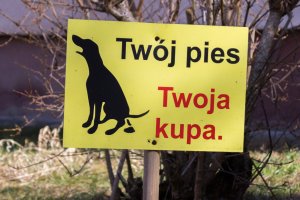 Roztopy odsłoniły problem psich odchodów na ulicach i trawnikach