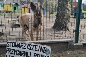 Trutki na zwierzęta w Biskupcu. Kilka psów nie żyje, sprawą zajmuje się policja