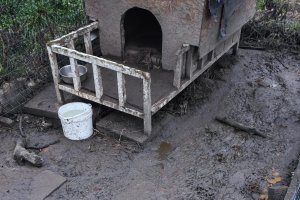 Interwencja obrońców zwierząt pod Braniewem. Czy pies wróci do właścicieli?