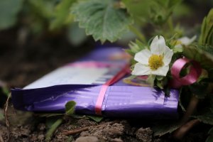 Wielkanocne tradycje. Dlaczego prezenty przynosi zajączek?