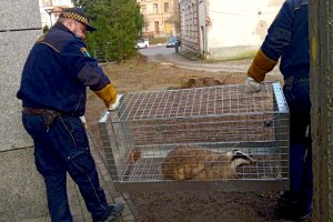 Od łosia po żółwia. Dzikie zwierzęta coraz śmielej chodzą po ulicach Olsztyna