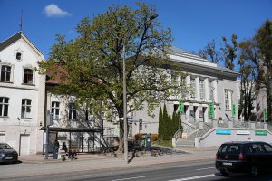 Koniec znanego kasztanowca. Drzewo przy teatrze zostanie usunięte